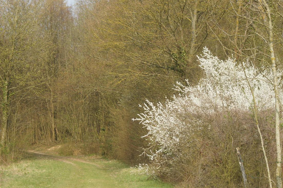 Le Printemps est arrivé