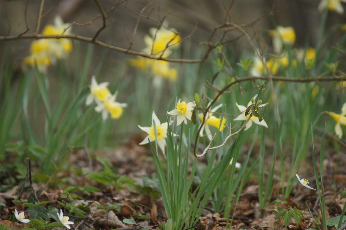 Le printemps