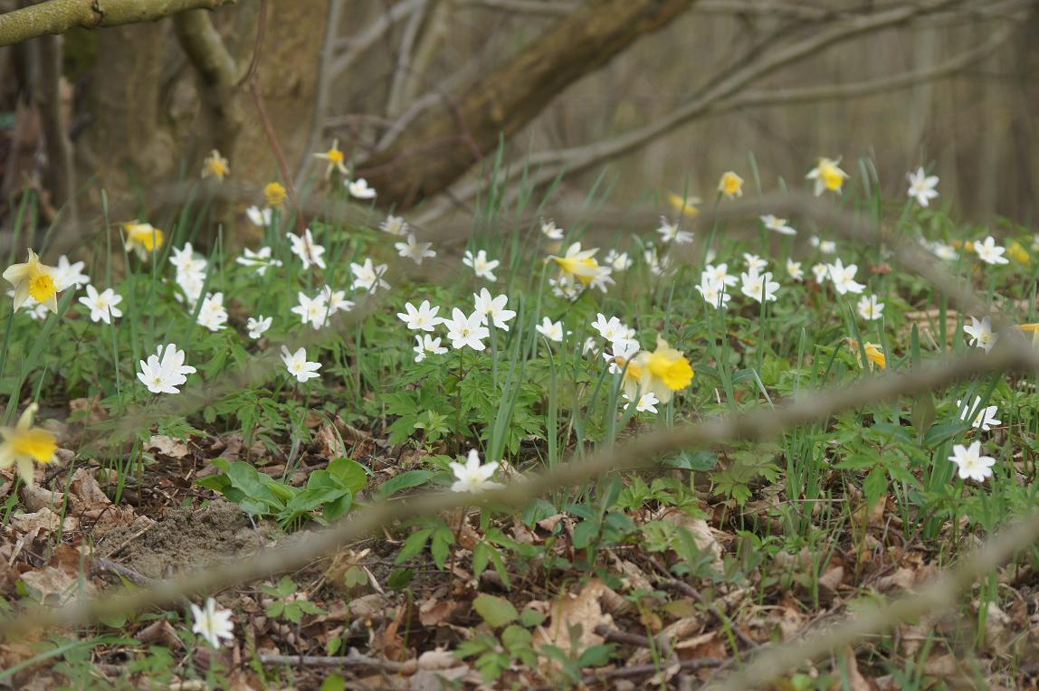 Le Printemps