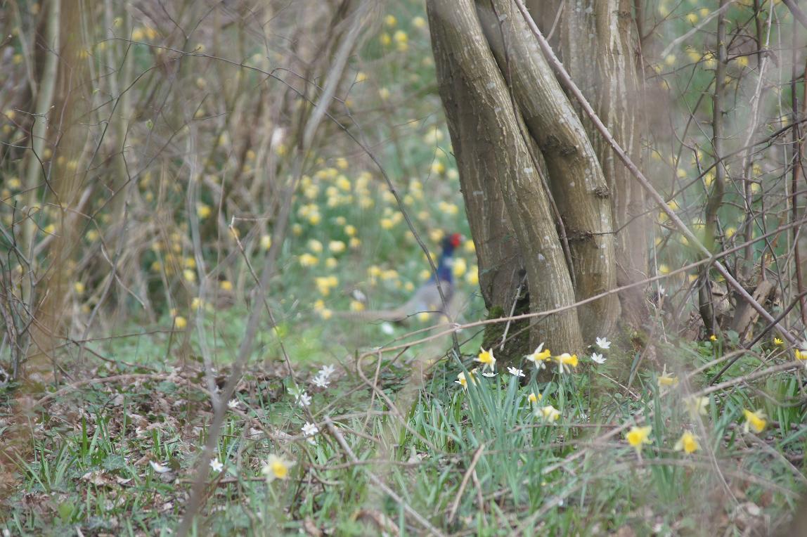 Le Printemps