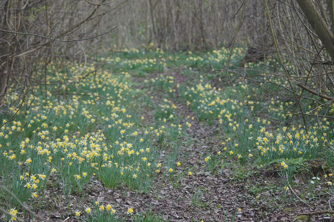 Le Printemps